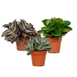 Box 3 Plantes D'intérieur - H20cm, ø12cm - Plantes D'intérieur