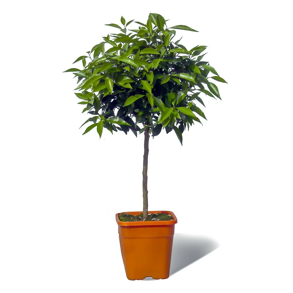 Mandarinier Satsuma Bio "citrus Unshiu" Tailles:pot De 3 Litres, Hauteur 30/40 Cm 1 Mandarinier Satsuma Bio "citrus Unshiu" Tailles:pot De 3 Litres, Hauteur 30/40 Cm