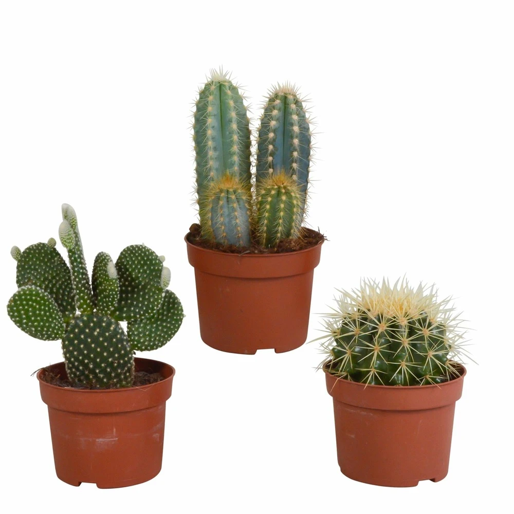 Cactus, Box De 3 Plantes - H15cm, ø10,5cm - Plantes D'intérieur 1 Cactus, Box De 3 Plantes - H15cm, ø10,5cm - Plantes D'intérieur