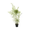 Bambou Moyen Phyllostachys Humilis: Pot De 3 Litres