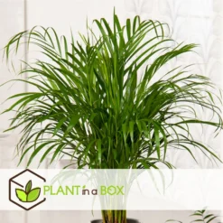 Palmier Areca - Pot ⌀27 Cm - H. 140-150cm (hauteur Pot Incluse) -Magasin De Plantes De Qualité 628632bc4c2cc9.44668380