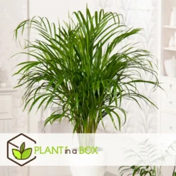 Palmier Areca - Pot ⌀27 Cm - H. 140-150cm (hauteur Pot Incluse) -Magasin De Plantes De Qualité 628632bc506f44.58266034