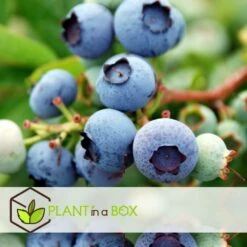 Set De 3 Myrtilliers - Pot ⌀9cm - H.25-40cm (hauteur Pot Incluse) -Magasin De Plantes De Qualité 628bd093053507.16533773