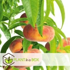 Pêcher De Vigne - Pot ⌀15cm - H.60-70cm (hauteur Pot Incluse) -Magasin De Plantes De Qualité 628c216ed6d8f1.92904052