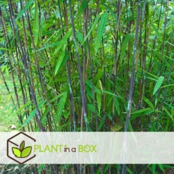 Set De 2 Bamboo "fargesia Nitida Gansu" - Pot ⌀17cm - H50-70cm (hauteur Pot In 5 Set De 2 Bamboo "fargesia Nitida Gansu" - Pot ⌀17cm - H50-70cm (hauteur Pot In -Magasin De Plantes De Qualité 62d1061fb9aea0.25198330