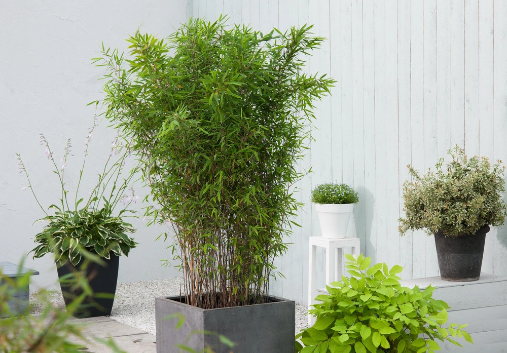 Set De 2 Bamboo "fargesia Nitida Gansu" - Pot ⌀17cm - H50-70cm (hauteur Pot In 2 Set De 2 Bamboo "fargesia Nitida Gansu" - Pot ⌀17cm - H50-70cm (hauteur Pot In – Image 2