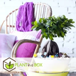 Bonsaï Ficus Ginseng - Pot ⌀12 Cm - H.30-40cm (hauteur Pot Incluse) -Magasin De Plantes De Qualité 635c1fb09d9b76.12520530