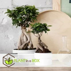 Bonsaï Ficus Ginseng - Pot ⌀12 Cm - H.30-40cm (hauteur Pot Incluse) -Magasin De Plantes De Qualité 635c1fb0b27d13.15474787