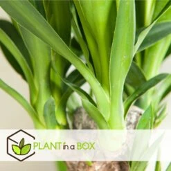 Set De 3 Mini Palmiers D'intérieur - Pot ⌀12cm - H25-40cm (hauteur Pot Incluse) -Magasin De Plantes De Qualité 63640c4055cf66.24697889