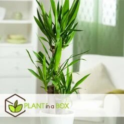 Set De 3 Mini Palmiers D'intérieur - Pot ⌀12cm - H25-40cm (hauteur Pot Incluse) -Magasin De Plantes De Qualité 63640c405b5bc5.95212273