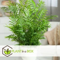 Set De 3 Mini Palmiers D'intérieur - Pot ⌀12cm - H25-40cm (hauteur Pot Incluse) -Magasin De Plantes De Qualité 63640c40636702.22798417