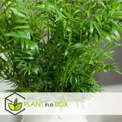 Set De 3 Mini Palmiers D'intérieur - Pot ⌀12cm - H25-40cm (hauteur Pot Incluse) -Magasin De Plantes De Qualité 63640c40674ce3.04998153