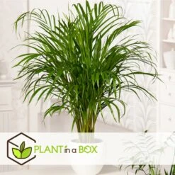 Set De 3 Mini Palmiers D'intérieur - Pot ⌀12cm - H25-40cm (hauteur Pot Incluse) -Magasin De Plantes De Qualité 63640c407ee146.71069969