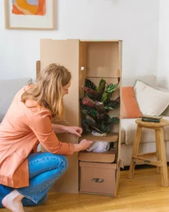 Plante D'intérieur - Calathea Orbifolia L 70cm -Magasin De Plantes De Qualité 6377dd8533f266.28666004