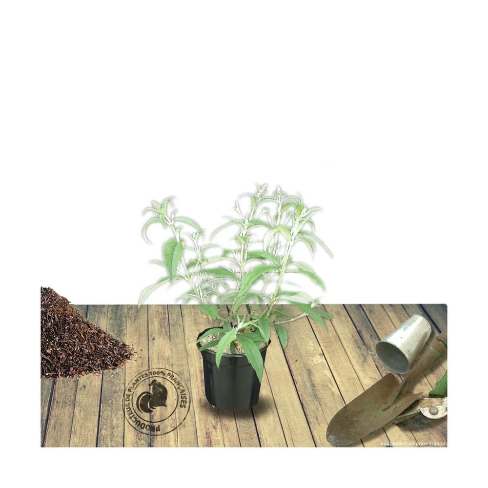 Arbre Aux Papillons Davidii White Profusion/pot De 3l - 20/40 Cm 2 Arbre Aux Papillons Davidii White Profusion/pot De 3l - 20/40 Cm – Image 2