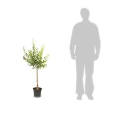 Pommier Pumila Reinette Clochard/pot De 10l - Gobelet 2 Ans -Magasin De Plantes De Qualité 63ed2f3ac49100.49693536