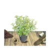 Escallonia X Donard Radiance/pot De 7,5l - 60/80 Cm