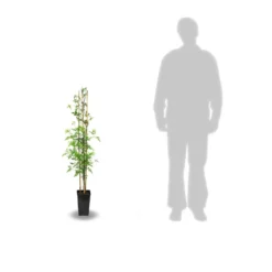 Jasmin Blanc Officinale/pot De 3l - Echelle Bambou 60/120 Cm -Magasin De Plantes De Qualité 63ed46ecabc502.91203662