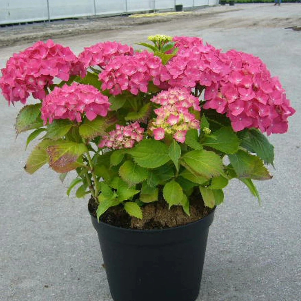 Hortensia Macrophylla Rosita/pot De 7,5l - 40/60 Cm 1 Hortensia Macrophylla Rosita/pot De 7,5l - 40/60 Cm