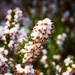 Bruyère D'hiver Darleyensis Silberschmelze/pot De 1,5l - 10/20 Cm
