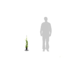 Chèvrefeuille Periclymenum Serotina/pot De 1,5l - Tuteur Bambou 30/60 Cm -Magasin De Plantes De Qualité 63efe6562eac30.15111862