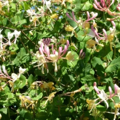 Chèvrefeuille Periclymenum Serotina/pot De 1,5l - Tuteur Bambou 30/60 Cm