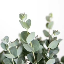 Eucalyptus Gunnii - Gommier - Arbuste - Persistant – ⌀17 Cm - ↕40-50 Cm 7 Eucalyptus Gunnii - Gommier - Arbuste - Persistant – ⌀17 Cm - ↕40-50 Cm -Magasin De Plantes De Qualité 63f3b94e4d0619.39591712