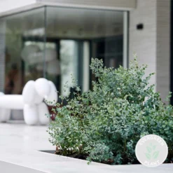 Eucalyptus Gunnii - Gommier - Arbuste - Persistant – ⌀17 Cm - ↕40-50 Cm 5 Eucalyptus Gunnii - Gommier - Arbuste - Persistant – ⌀17 Cm - ↕40-50 Cm -Magasin De Plantes De Qualité 63f3b94e929c60.05895269