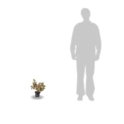 Hortensia Paniculata Kyushu/pot De 7,5l - 60/80 Cm -Magasin De Plantes De Qualité 63f4b6ab5f1a62.13133312