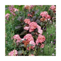 Hortensia You&me® Miss Saori 'h2002'/pot De 4l - 40/60 Cm -Magasin De Plantes De Qualité 63f4b9c537dd16.22125976