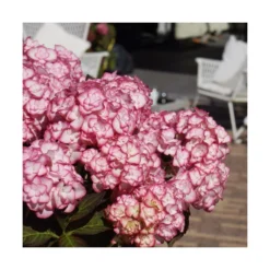 Hortensia You&me® Miss Saori 'h2002'/pot De 4l - 40/60 Cm -Magasin De Plantes De Qualité 63f4b9c53c8568.04580778