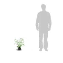 Arbre Aux Papillons Davidii White Profusion/pot De 4l - 40/60 Cm -Magasin De Plantes De Qualité 63f4b9ee688be0.68061999