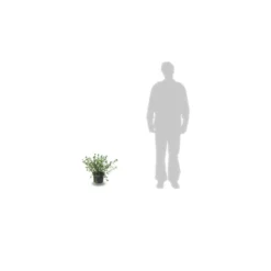 Ceanothe Pallidus Marie Simon/pot De 7,5l - 40/60 Cm -Magasin De Plantes De Qualité 63f4ba37e83027.14538344