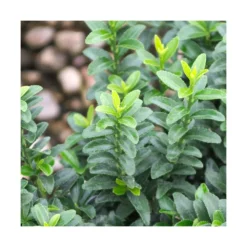 Fusain Du Japon Japonicus Microphyllus/pot De 3l - 40/60 Cm -Magasin De Plantes De Qualité 63f4ba3ed3ed38.51589505