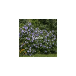 Hibiscus Syriacus Blue Chiffon® 'notwoodthree'/pot De 4l - 40/60 Cm -Magasin De Plantes De Qualité 63f4ba45123893.71488894
