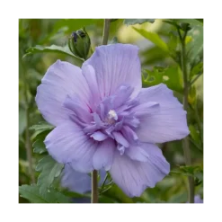 Hibiscus Syriacus Blue Chiffon® 'notwoodthree'/pot De 4l - 40/60 Cm -Magasin De Plantes De Qualité 63f4ba453a9a03.76407787