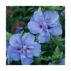 Hibiscus Syriacus Blue Chiffon® 'notwoodthree'/pot De 4l - 40/60 Cm -Magasin De Plantes De Qualité 63f4ba4550a197.01377862