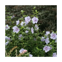 Hibiscus Syriacus Blue Chiffon® 'notwoodthree'/pot De 4l - 40/60 Cm -Magasin De Plantes De Qualité 63f4ba456362a6.44329061