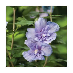 Hibiscus Syriacus Blue Chiffon® 'notwoodthree'/pot De 4l - 40/60 Cm -Magasin De Plantes De Qualité 63f4ba45703d64.19434231