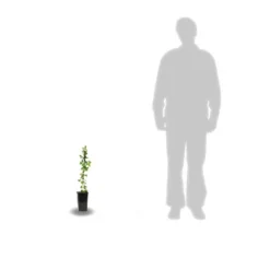 Clématite Montana Wilsonii/pot De 1,5l -Magasin De Plantes De Qualité 63f4c9cb2dfec9.68683591