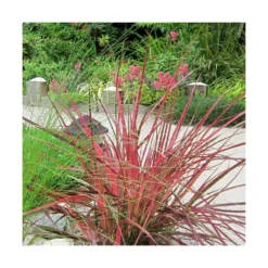 Herbe Aux écouvillons Setaceum Firework/pot De 3l - 20/40 Cm -Magasin De Plantes De Qualité 63f4cb022a85f3.27805263