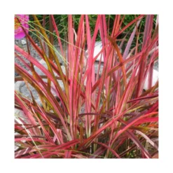 Herbe Aux écouvillons Setaceum Firework/pot De 3l - 20/40 Cm -Magasin De Plantes De Qualité 63f4cb022e8090.71543170