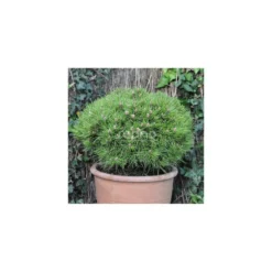Pin Noir Nigra Marie Bregeon®/pot De 3l - 20/40 Cm