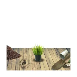 Stipa Gigantea - Avoine Géante/godet