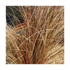 Laîche De Buchanan/pot De 2l