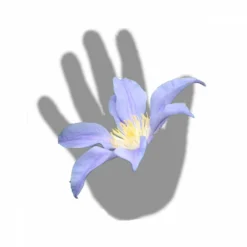 Clématite Integrifolia Blue River® 'zoblueriver'/pot De 3l - Echelle Bambou 60/120 Cm -Magasin De Plantes De Qualité 63f4cebbd865d8.12957379