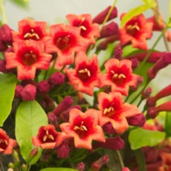 Bignone Capreolata Atrosanguinea/pot De 1,5l - Tuteur Bambou 30/60 Cm -Magasin De Plantes De Qualité 63f4cef710d0e6.83953406