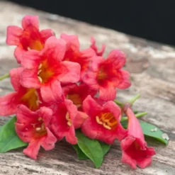 Bignone Capreolata Atrosanguinea/pot De 1,5l - Tuteur Bambou 30/60 Cm -Magasin De Plantes De Qualité 63f4cef7186c97.26425340