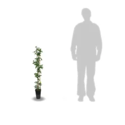 Passiflore Caerulea/pot De 3l - Echelle Bambou 60/120 Cm -Magasin De Plantes De Qualité 63f4cf412a9e74.46079623