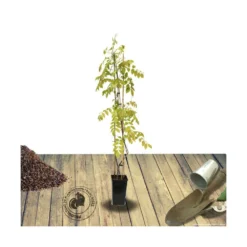 Glycine De Chine Sinensis/pot De 3l - Echelle Bambou 60/120 Cm 8 Glycine De Chine Sinensis/pot De 3l - Echelle Bambou 60/120 Cm -Magasin De Plantes De Qualité 63f4d035d564f8.67567216